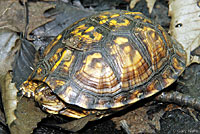 Woodland Box Turtle