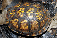 Woodland Box Turtle