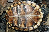 Woodland Box Turtle