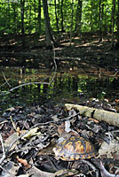 Woodland Box Turtle