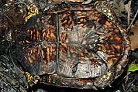 Woodland Box Turtle