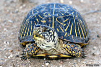 Desert Box Turtle