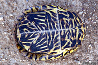 Desert Box Turtle