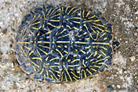 Desert Box Turtle