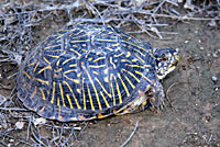 Desert Box Turtle