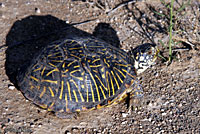 Desert Box Turtle