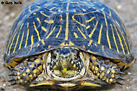 Desert Box Turtle