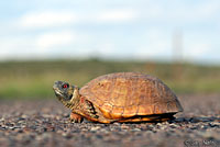 Desert Box Turtle