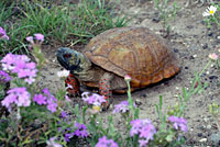 Desert Box Turtle