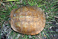 Desert Box Turtle