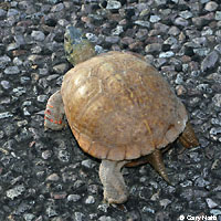 Desert Box Turtle