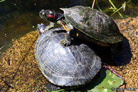 Red-eared Slider