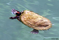 Red-eared Slider