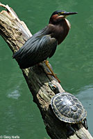 Red-eared Slider