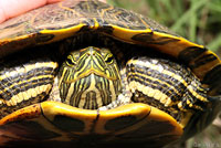 Red-eared Slider