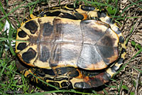 Red-eared Slider