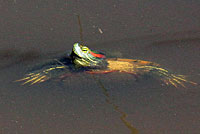 Red-eared Slider