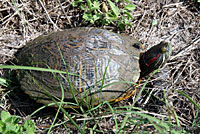 Red-eared Slider