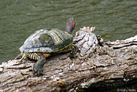 Red-eared Slider