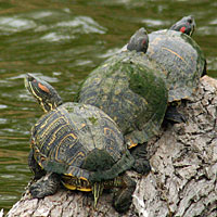 Red-eared Slider