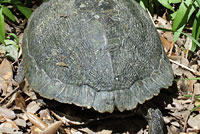 Red-eared Slider