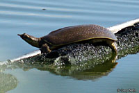 Guadalupe Spiny Softshell