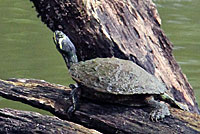 Yellow-bellied Slider