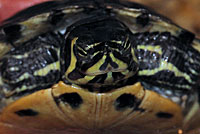 Yellow-bellied Slider