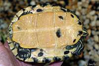 Yellow-bellied Slider