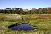 Northern Pacific Treefrog habitat