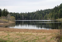 Boreal Toad habitat