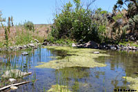 Boreal Toad habitat