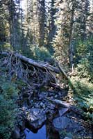 Rocky Mountain Tailed Frog habitat