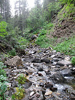 Rocky Mountain Tailed Frog habitat