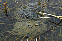 Northern Red-legged Frog Eggs