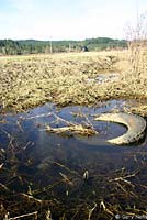 Northern Red-legged Frog habitat