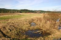 Northern Red-legged Frog habitat