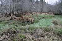 Northern Red-legged Frog habitat