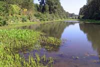 Northern Red-legged Frog habitat