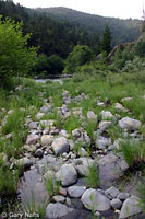 Foothill Yellow-legged Frog habitat