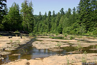 Foothill Yellow-legged Frog habitat