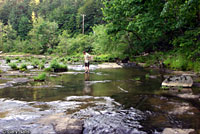 Foothill Yellow-legged Frog habitat