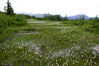 Cascades Frog habitat