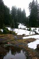 Cascades Frog Habitat