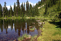 Cascades Frog habitat