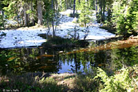 Cascades Frog Habitat