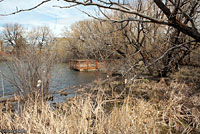 Columbia Spotted Frog habitat