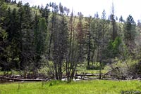 Columbia Spotted Frog habitat