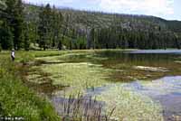 Columbia Spotted Frog habitat