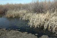 Northern Leopard Frog habitat